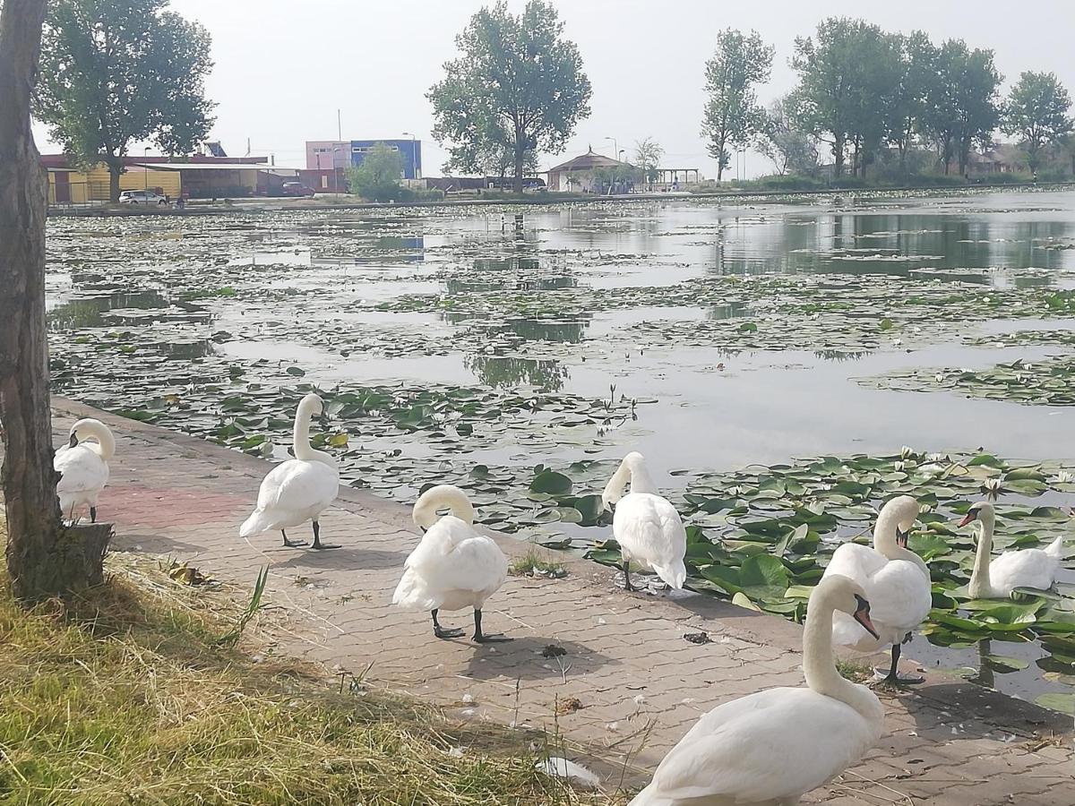 Pensiunea Scoika Steaguri Neptun Bagian luar foto