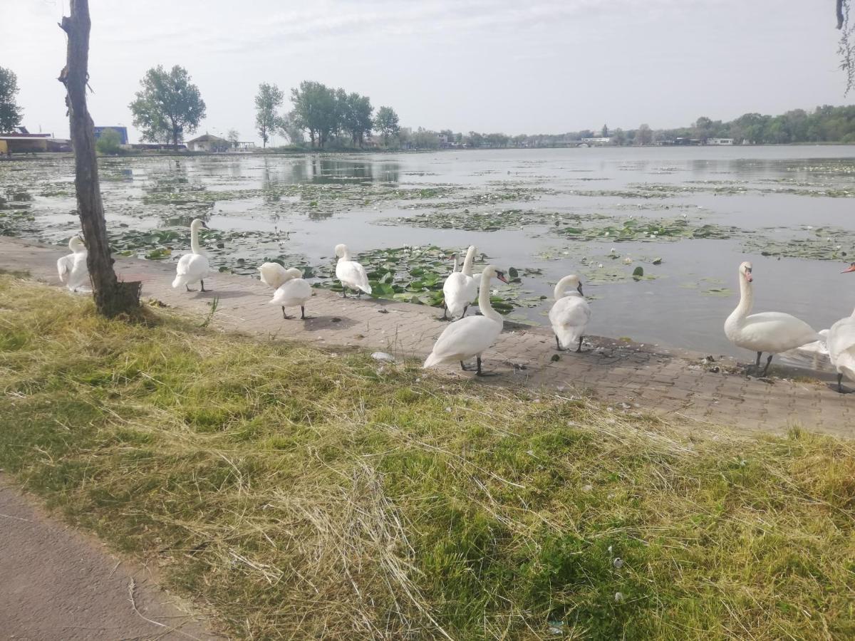 Pensiunea Scoika Steaguri Neptun Bagian luar foto