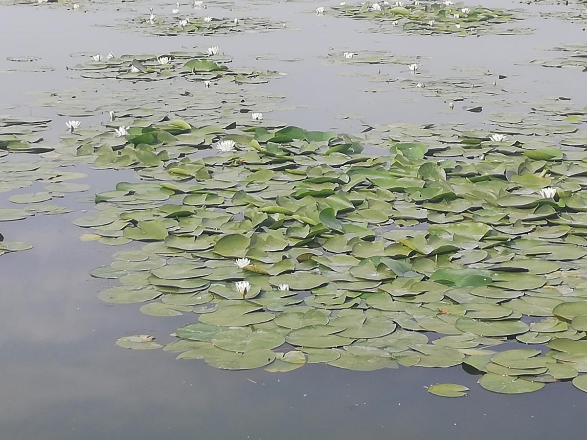 Pensiunea Scoika Steaguri Neptun Bagian luar foto