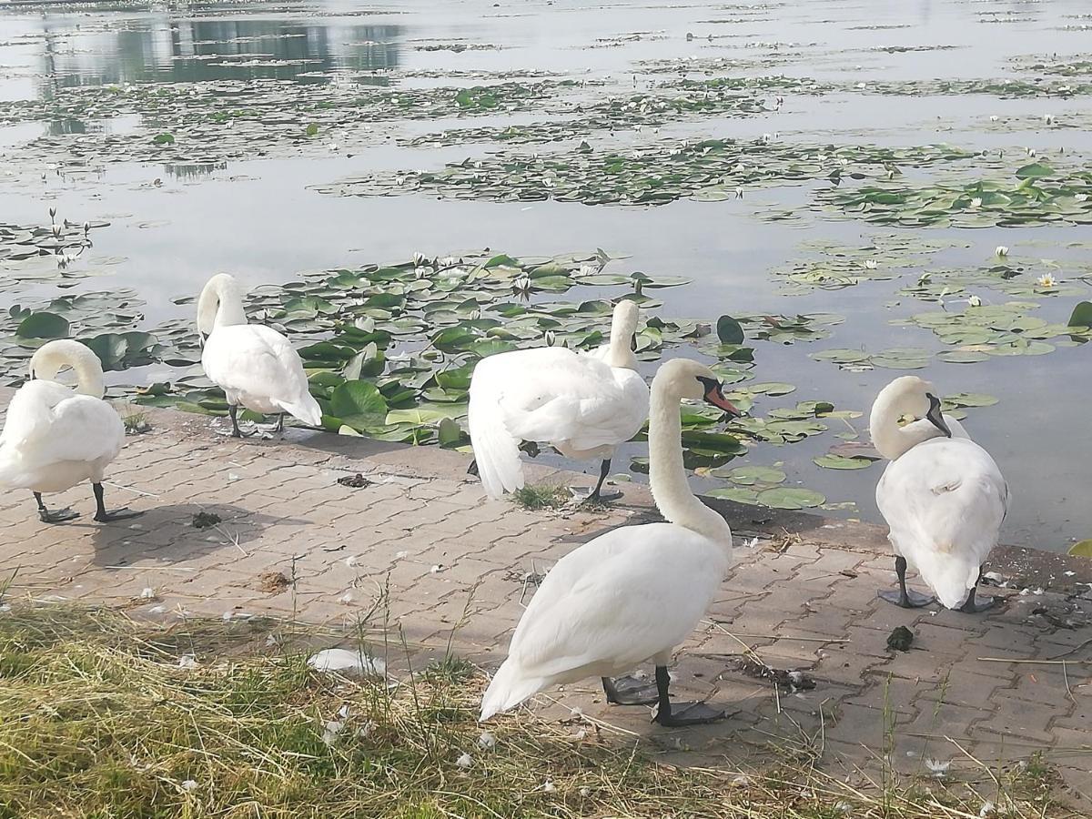 Pensiunea Scoika Steaguri Neptun Bagian luar foto
